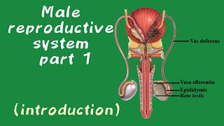 MALE REPRODUCTIVE SYSTEM PART 1 [ INTRODUCTION] #tarangacademy #MEDICAL #physiologylectures