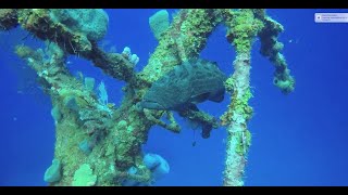 "Best Diving in Roatan: Seahorse, Grouper, Filefish, and Cowfish”