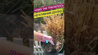 Вітаю ПІДПИШИСЬ SUBSCRIBE #shorts #garden #gardenlife #planting #diy #homegarden #дімісад #tiktok