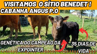 Cabanha de Angus P.O, genética campeã da Expointer, Visitamos o sitio Benedet !!