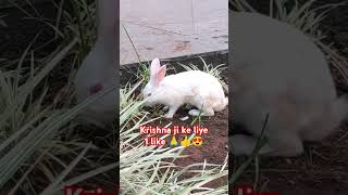 Viral Cute Rabbit 😍😍 Jai shree krishna 🙏 #cute #krishna #music #viralvideo