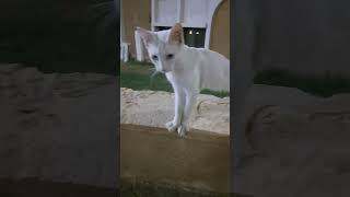 Ajang our white cat#viral#youtubeshorts