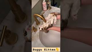 #catkittenanimal#animal#cat#funny #animals #shorts #catbath #catbathing #catplay #catvideos #water