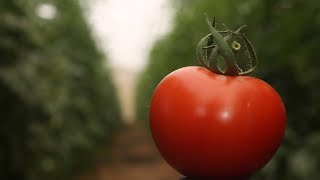 A quand des tomates dans le désert?