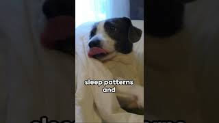 Dreaming Dogs : A Canine Conundrum  #shorts #facts