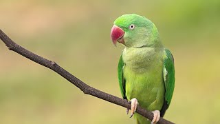 Alexandrine Parakeet Bird Sounds | Bird Singing