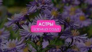 Астры / Царица сада. Сезон 2 #астры