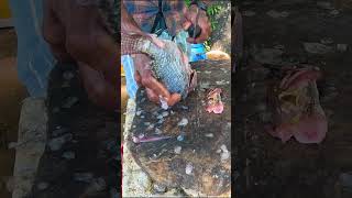 Strong Skills Super Famous Tilapya Fish Cutting Skills