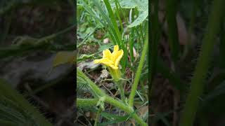 Pumpkin in full bloom |the joy of a farmer is seeing his hardwork paying off/flowers/fruits #shorts