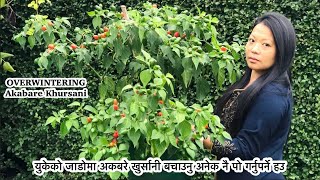 Akabare Khursani | Dalle Khursani |Overwintering Akabare Chilli | Nepali Garden UK | Nepali Vlog