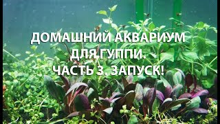 ДОМАШНИЙ АКВАРИУМ ДЛЯ ГУППИ. ЧАСТЬ 3. ЗАПУСК. / A HOME AQUARIUM FOR GUPPIES. PART 3. LAUNCH.