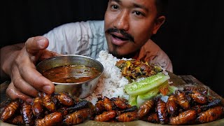 Eating lots of silk worm🌶️