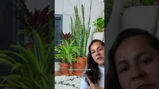 Decoração com plantas na sala de estar #shorts