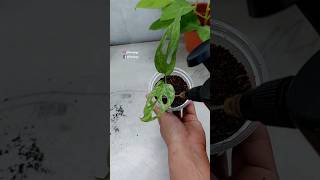 Repotting & Growing Monstera Plant - Monstera Adansonii "Mint"