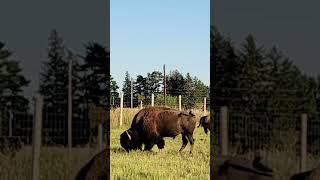 Live streaming  Buffalo