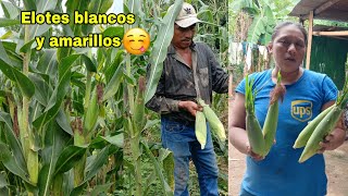 Aura fue a cortar elotes a su milpa vean todo lo que se llevara a casa blancos y amarillos😋