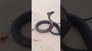 black snake and Jogi#snake #jogibeen #naginbeen #jogishort#viralshorts #viral#snakeshots