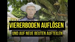 Viererboden auflösen und auf Beuten verteilen