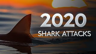 2020 Shark Attacks in Australia: Climate Change Fueling a Deadly Trend?