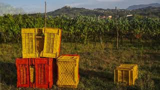 Damiano Ciolli -  Vendemmia 2021