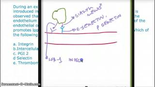 N12 B1 Q4 NEUTROPHIL MARGINATION AND ROLLING