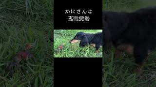 初めてカニを見た愛犬の反応ｗ#shorts #カニ#ミニチュアダックスフンド