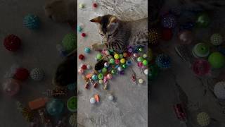 😻🌈Cat and beads barsik reverse Amar beads, stress relief beads asmr sounds,cute kitten,cat playing