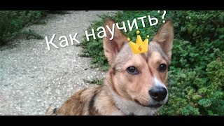 Как научить собаку команде сидеть? Ответ тут 😉