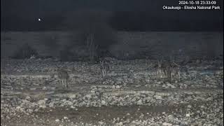 Small herd of Burchell's Zebras visit the waterhole at night