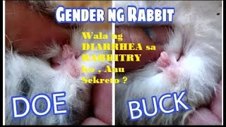 Wala ng DIARRHEA  sa Rabbitry ko | Anu Sekreto ? | Guiginto bulacan delivery