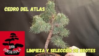 Pre bonsai cedro del Atlas, limpieza de acículas vieja y selección de brotes #bonsai