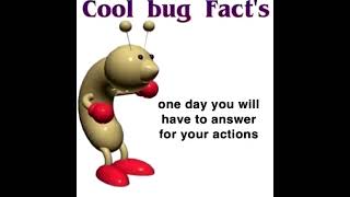 COOL BUG FACTS