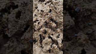 Big black ant build their nest so amazing