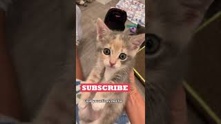 Funny Animals Videos 🤣 | Ep. 545 #shorts #viral #funny