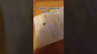 поставили швидко луйк!😡