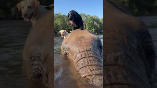 Adorable Friendship Between Elephant and Dog Who Love Playing in the Water #shorts