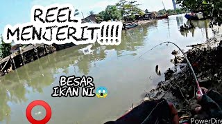 strike Padu!!! ikan Bulan\Tarpon | Cair Drag strike Kene bontot ikan|