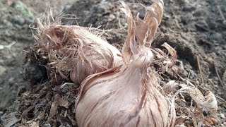 الزعفران .....زراعت الزعفران في سطيف 4 اكتوبر اول تجربة
saffron cultivation