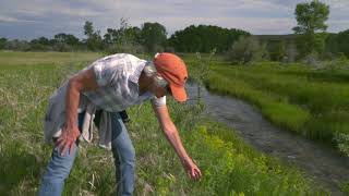 Conservation for the Future: Spring Creek Leafy Spurge, Choteau, MT