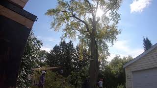 Peter's big silver maple tree rigging compilation