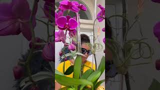 A Gorgeous Orchid Arrangement of Purple Orchids