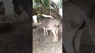 #donkey #animals #shorts