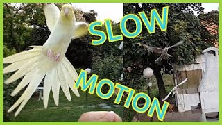 Cockatiel slow motion landings