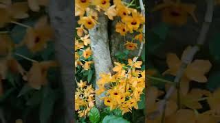 Beautiful Orchid, Home Garden, foxtail orchid,  Dendrobium fimbriatum, fire star orchid