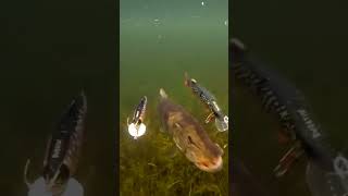 Щука не может решить на кого напасть#fishing #shortvideo #shorts