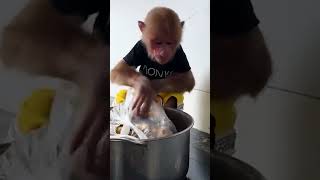 Bibi boils peanuts for Lala to eat #monkeybibi #shorts