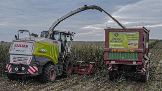 ★ ★ ★ Kukurydza 2021 Gr Frączek ★ ★ ★ [Claas Jaguar 950, Axion 810, Arion 620, Renault,  Strautmann]