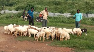 Fattening sheeps in Magadi market  August 2/8/2024