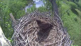 08 01 23 FSV47 makes a quick visit to the nest today