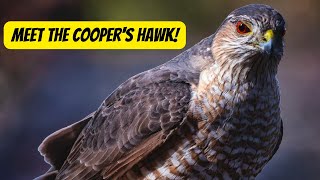 The Majestic Cooper's Hawk